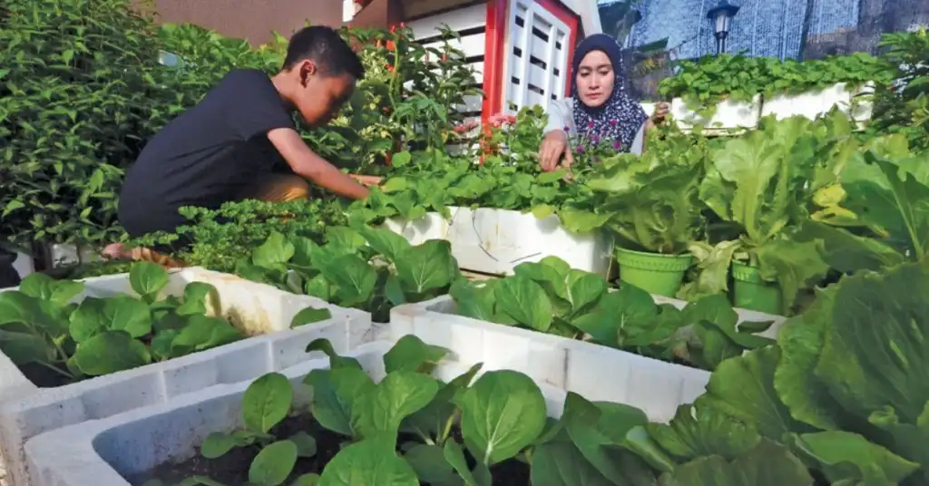 Laman Sayur