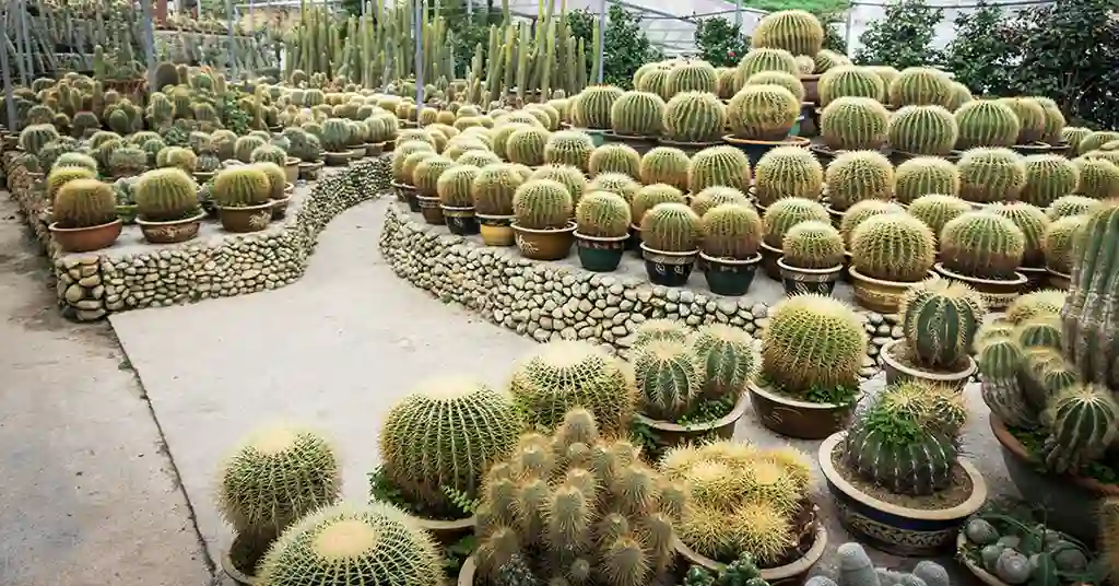 Taman Cactus