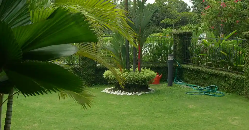 Tanaman Palms atau Kelapa Sawit