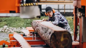Harga Kayu Gaharu terkini