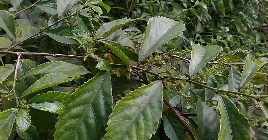 Acalypha Siamensis