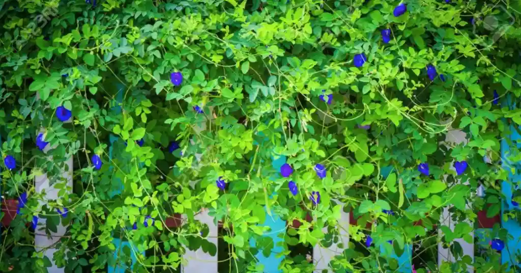 Pokok Clitoria Ternatea (Bunga Telang)