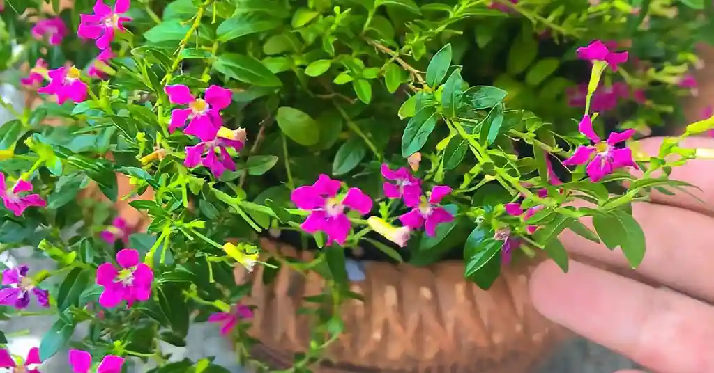 Pokok Cuphea