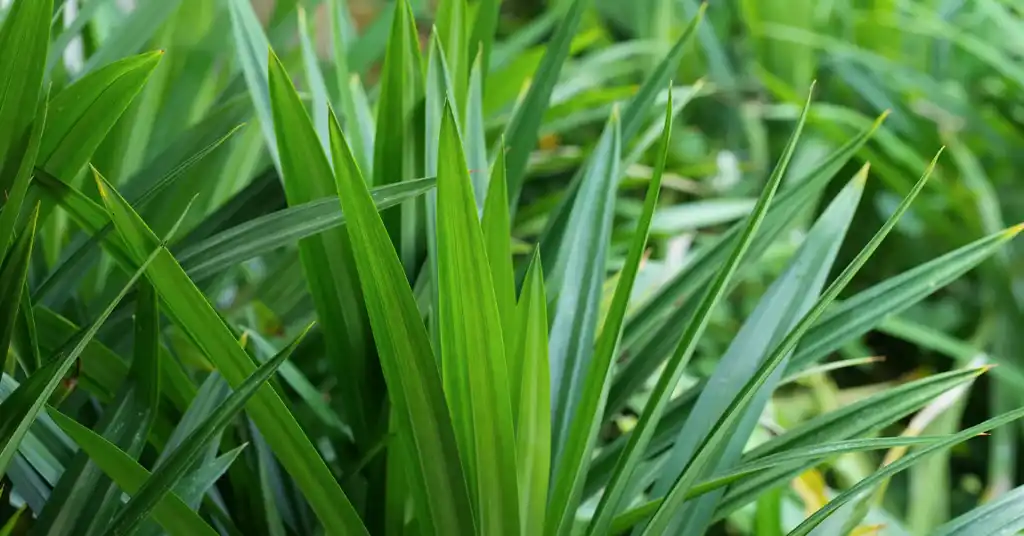 Pokok Pandan