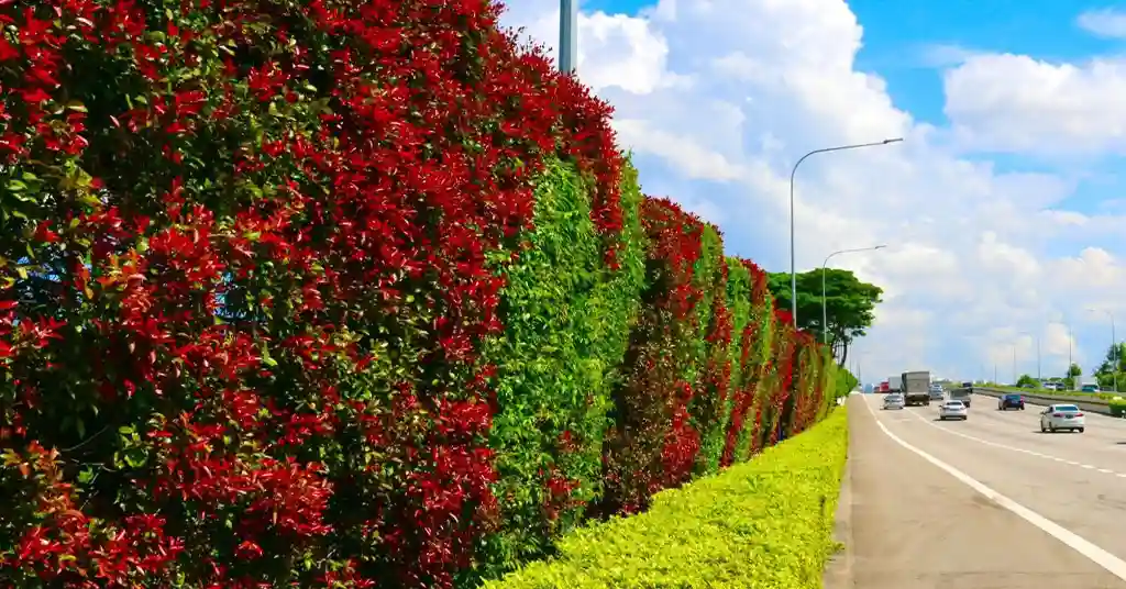 Pokok Syzygium (Red Lip, Red Beauty)