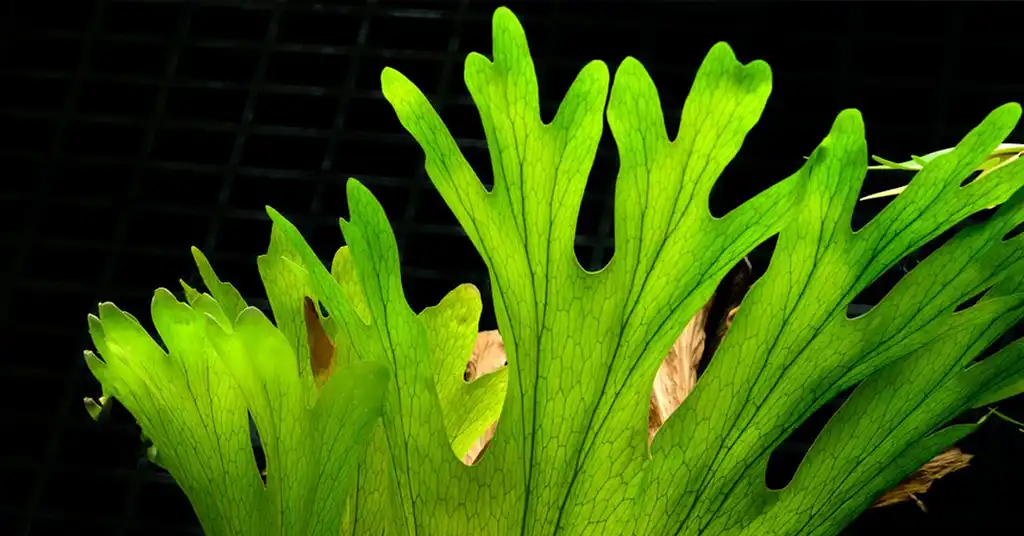 Pokok Tanduk Rusa
