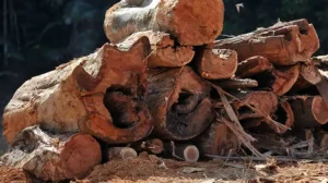 Harga Kayu Balak 1 Tan